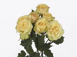 Pink Roses